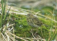 South Georgia Pipit (Anthus antarcticus) photo