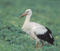 White Stork (Ciconia ciconia) photo