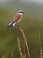 Red-backed Shrike (Lanius collurio) photo