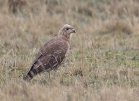 Carunculated Caracara (Phalcoboenus carunculatus) photo