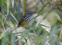 Long-tailed Antbird (Drymophila caudata) photo