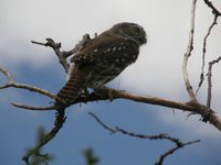 Austral Pygmy-Owl - Glaucidium nanum