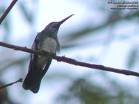 White-necked Jacobin - Florisuga mellivora