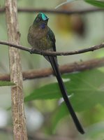 Violet-tailed Sylph - Aglaiocercus coelestis