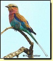 Lilac-breasted Roller - Coracias caudata