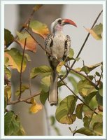 Red-billed Hornbill - Tockus erythrorhynchus