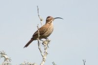 Scimitar-billed Woodcreeper - Drymornis bridgesii