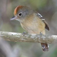 Planalto Slaty-Antshrike - Thamnophilus pelzelni