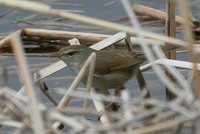 Japanese Bush-Warbler - Cettia diphone