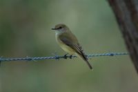 Lemon-bellied Flycatcher - Microeca flavigaster