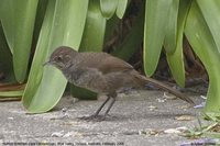 Rufous Bristlebird - Dasyornis broadbenti