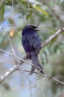 Crested Drongo - Dicrurus forficatus