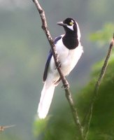 White-tailed Jay - Cyanocorax mystacalis