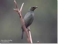 Asian Glossy Starling - Aplonis panayensis