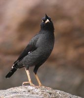 Crested Myna - Acridotheres cristatellus