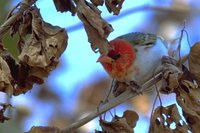 Red-headed Weaver - Anaplectes rubriceps