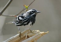 Black-and-white Warbler - Mniotilta varia