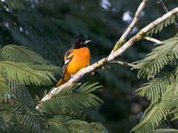 Baltimore Oriole - Icterus galbula