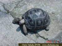 Aldabra Tortoise, Geochelone gigantea