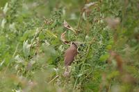 Pale-headed Mannikin