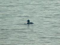 White-backed Duck (Vitryggig and) - Thalassornis leuconotos