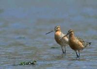 Bar-tailed Godwit