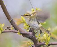 Pallas's leaf warbler C20D 03714.jpg