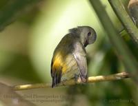 Orange-bellied Flowerpecker (female)