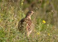 Ring-necked Pheasant Phasianus colchicus 꿩