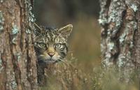 Scottish Wildcat  (Felis sylvestris grampia)