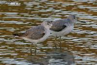 Tringa guttifer , 청다리도요사촌 - Nordmann's Greenshank