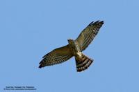 Chinese Goshawk (immature)