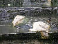 Thrushes bathing