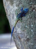 Blue-headed tree agama (Acanthocerus atricollis)