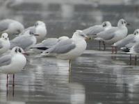 Goéland à bec          cerclé adulte (Larus delawarensis)