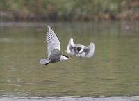 Whiskered Terns (Chlidonias hybrida)