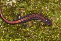: Plethodon dorsalis; Northern Zigzag Salamander