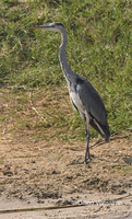 : Ardea cinerea; Grey Heron