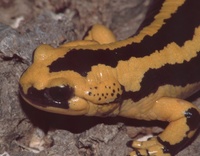 : Salamandra salamandra bernadezi; Fire Salamander