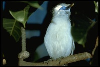 : Leucopsar rothschildi; Bali Mynah