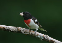 : Pheucticus ludovicianus; Rose-breasted Grosbeak