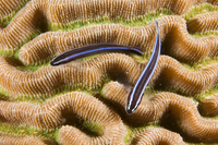 : Gobiosoma oceanops; Neon Goby