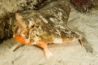 : Ogcocephalus nasutus; Shortnose Batfish