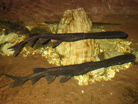 : Polyodon spathula; Paddlefish