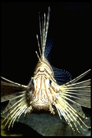 : Pterois volitans; Red Lionfish