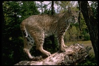 : Felis rufus; Bobcat