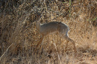 : Madoqua kirkii; Kirk's Dikdik