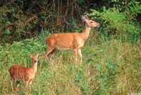 : Odocoileus virginianus virginianus; White-tailed Deer