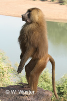 : Papio papio; Western Baboon