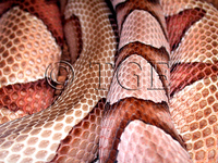 : Agkistrodon contortrix contortrix; Southern Copperhead